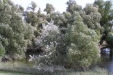 vŕba biela (Salix alba) - ako súčasť lužných lesov pri Dunaji
