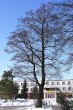 jelša lepkavá (Alnus glutinosa) - Liptovský Hrádok