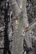 jelša lepkavá (Alnus glutinosa) - kôra