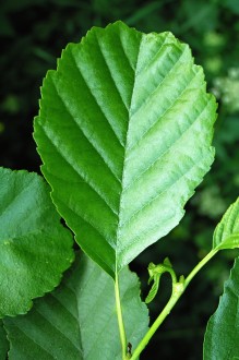 jelša lepkavá (Alnus glutinosa) - vrchná strana
