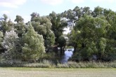 vŕba biela (Salix alba) - ako súčasť lužných lesov pri Dunaji spolu s topoľom bielym (Populus alba)