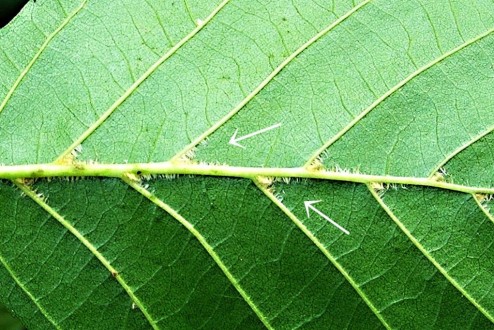 jelša lepkavá (Alnus glutinosa) - na spodnej strane v pazuchách žíl hrdzavé chĺpky