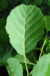jelša lepkavá (Alnus glutinosa) - spodná strana