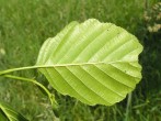 jelša lepkavá (Alnus glutinosa) - spodná strana