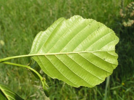 jelša lepkavá (Alnus glutinosa) - spodná strana