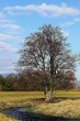 jelša lepkavá (Alnus glutinosa)