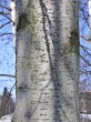 jelša sivá (Alnus incana) - kôra