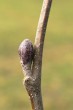 jelša sivá (Alnus incana)