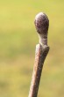 jelša sivá (Alnus incana) - vrcholový púčik