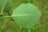 jelša sivá (Alnus incana) - spodná strana
