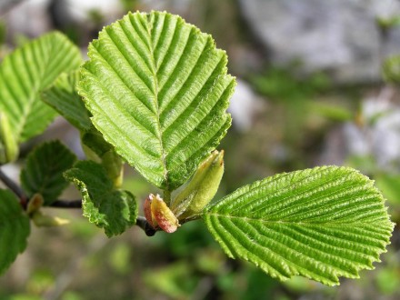 jelša sivá (Alnus incana) - vetvička s mladými listami