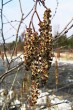 jelša sivá (Alnus incana) - samčie (♂) jahňady v čase kvitnutia