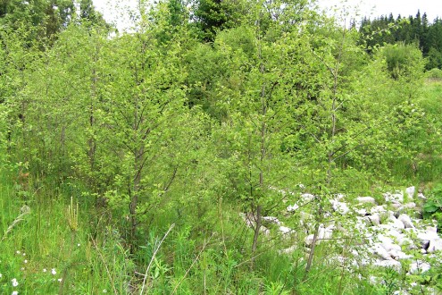 jelša sivá (Alnus incana) - mladý porast jelše sivej pri rieke Belá, Slovensko