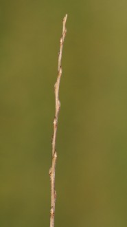 vŕba biela (Salix alba) - ročný výhonok (letorast)