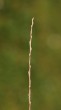 vŕba biela (Salix alba) - usporiadanie púčikov po špirále