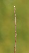 vŕba biela (Salix alba) - letorast