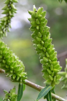 vŕba biela (Salix alba) - tobolky zoskupené do starpcovitých súplodí