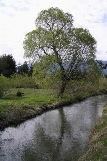 vŕba krehká (Salix fragilis)
