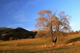 vŕba krehká (Salix fragilis) - úpätie Západných Tatier