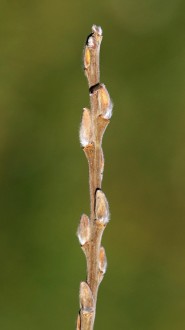 vŕba popolavá (Salix cinerea) - kvetné púčiky