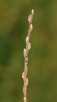 vŕba popolavá (Salix cinerea) - ročný výhonok (letorast) s kvetnými púčikmi