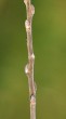 vŕba popolavá (Salix cinerea) - listové púčiky