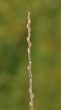 vŕba popolavá (Salix cinerea) - ročný výhonok (letorast) s listovými púčikmi 