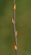 vŕba rakytová (Salix caprea) -  listové púčiky