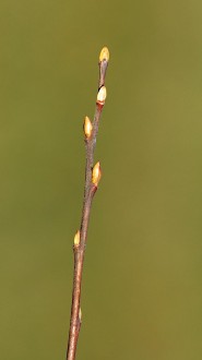 vŕba rakytová (Salix caprea) - ročný výhonok - letorast