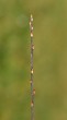 vŕba rakytová (Salix caprea) - ročný výhonok - letorast