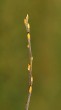 vŕba rakytová (Salix caprea)