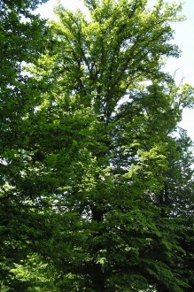 hrab obyčajný (Carpinus betulus)