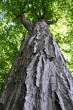 hrab obyčajný (Carpinus betulus) - borka (spodná časť kmeňa)