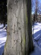 hrab obyčajný (Carpinus betulus) - borka (spodná časť kmeňa)