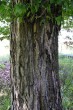 hrab obyčajný (Carpinus betulus) - borka
