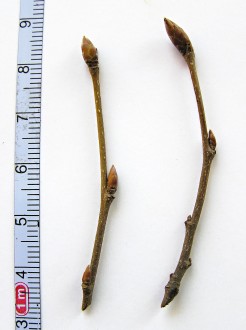 hrab obyčajný (Carpinus betulus) - striedavé postavenie púčikov