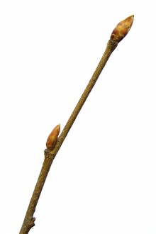 hrab obyčajný (Carpinus betulus)