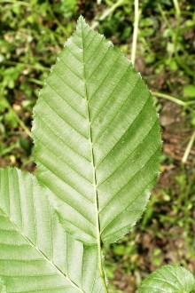 hrab obyčajný (Carpinus betulus) - spodná strana