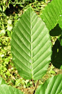 hrab obyčajný (Carpinus betulus) - vrchná strana