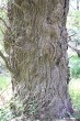 vŕba biela (Salix alba) - borka