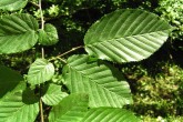 hrab obyčajný (Carpinus betulus) - vetvička s listami (listy sú uložené plošne - v jednej rovine)