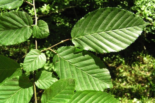 hrab obyčajný (Carpinus betulus) - vetvička s listami (listy sú uložené plošne - v jednej rovine)
