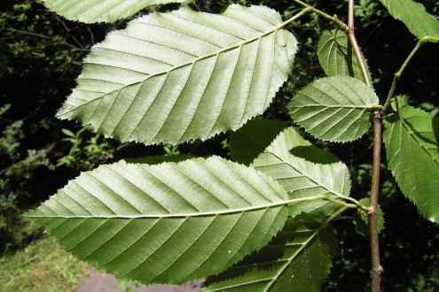 hrab obyčajný (Carpinus betulus) - vetvička s listami, spodná strana