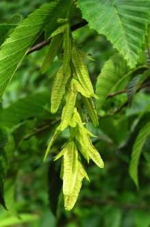 hrab obyčajný (Carpinus betulus) - trojlaločné krídla usporiadané v dlhých klasovitých súplodiach
