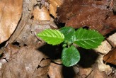 hrab obyčajný (Carpinus betulus) - semenáčik