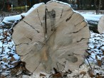 hrab obyčajný (Carpinus betulus) - svalcovitosť kmeňa na priečnom reze