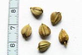 hrab obyčajný (Carpinus betulus) - oriešky