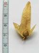 hrab obyčajný (Carpinus betulus) - trojlaločný listeň (krídlo) na báze s uloženým orieškom