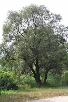 vŕba biela (Salix alba)