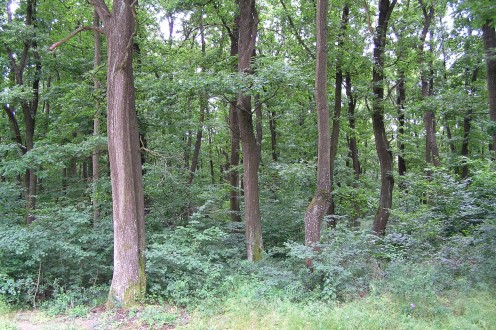 hrab obyčajný (Carpinus betulus) - krovitého vzrastu v podraste duba